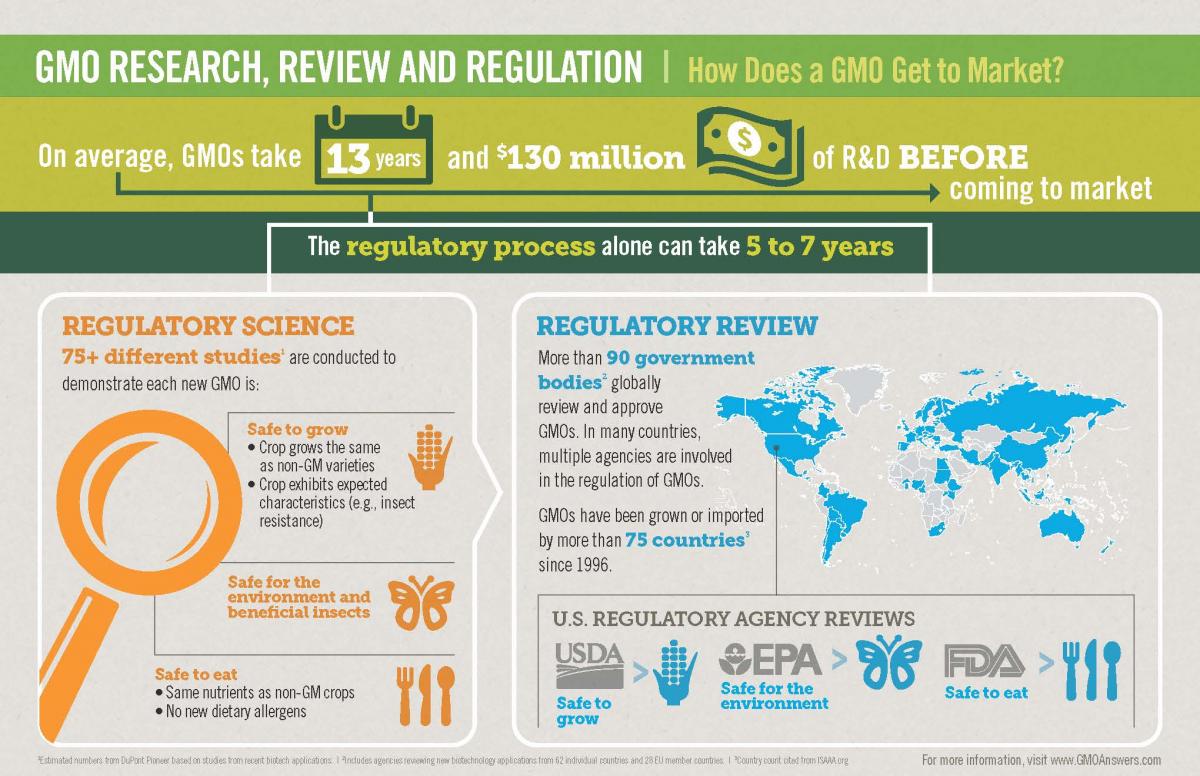 How Are GMOs Regulated? | GMO Answers